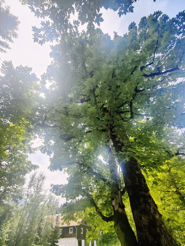 The same tree from further back, showing just how high up that is.