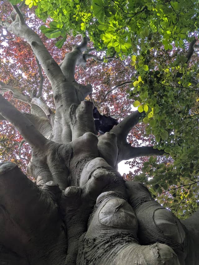 Jiri climbing in a very bulky, beautiful tree in a park in the Netherlands.